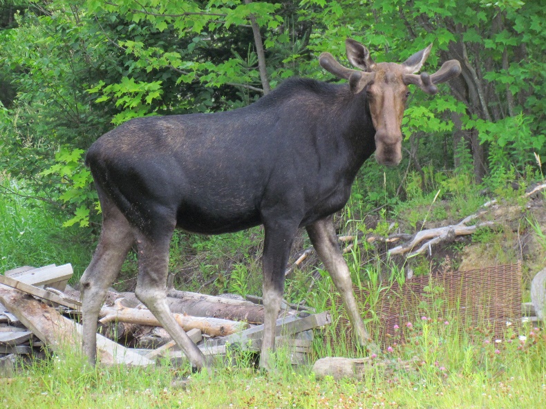 wildlife-viewing