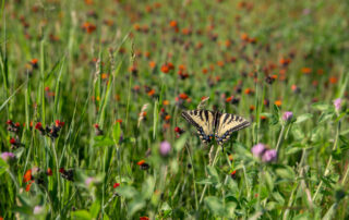 Trail Pass Gallery (5)